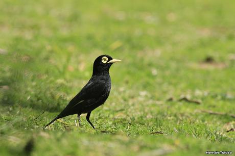 Pico de plata terrícola