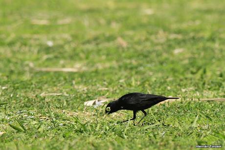 Pico de plata terrícola