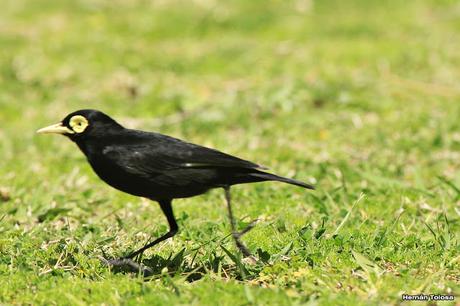 Pico de plata terrícola