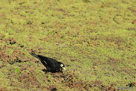 Pico de plata terrícola