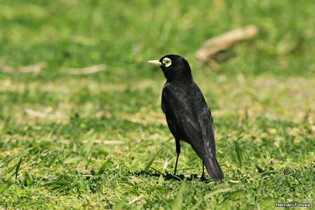 Pico de plata terrícola