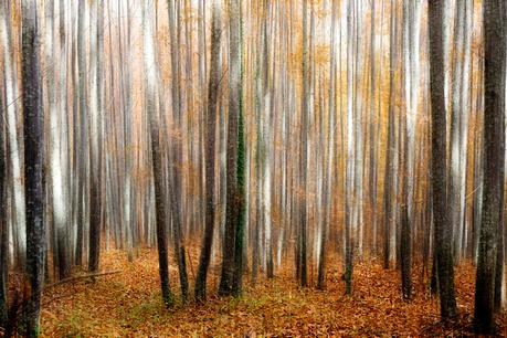 Autumn de Iñaki MT en 500px.com