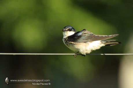Golondrina ceja blanca (White-rumped Swallow) Tachycineta leucorrhoa