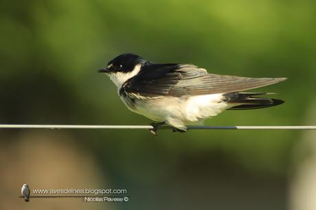 Golondrina ceja blanca (White-rumped Swallow) Tachycineta leucorrhoa
