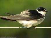 Golondrina ceja blanca (White-rumped Swallow) Tachycineta leucorrhoa