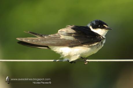 Golondrina ceja blanca (White-rumped Swallow) Tachycineta leucorrhoa