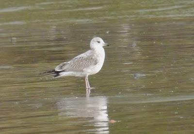 Desplazadas por el temporal