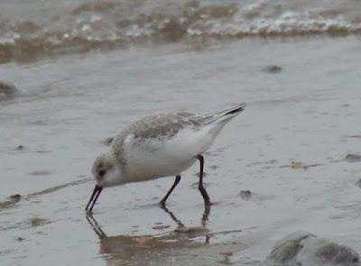 Desplazadas por el temporal