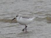 Desplazadas temporal