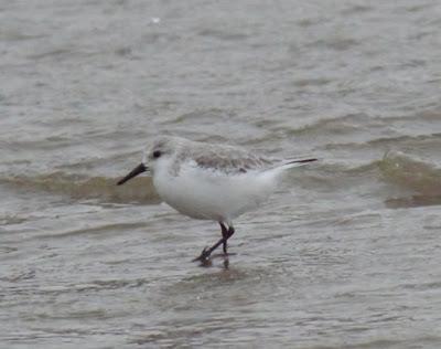 Desplazadas por el temporal