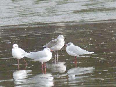 Desplazadas por el temporal