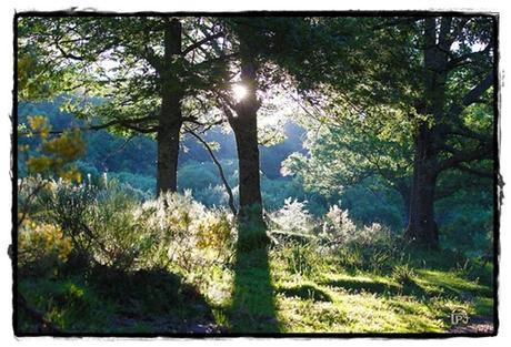 El lobo de Bernardino