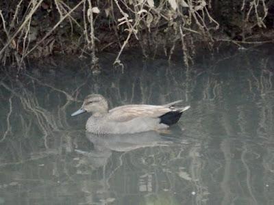 Ánade friso en la ría