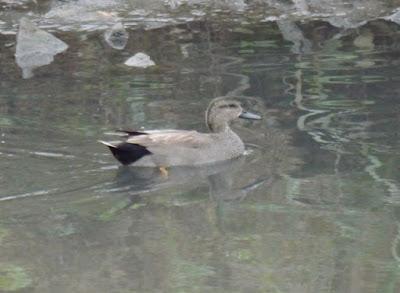 Ánade friso en la ría