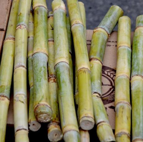 LA REBELIÓN DE LOS ESCLAVOS