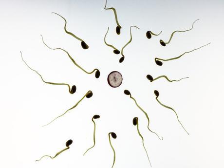 Los tratamientos para la infertilidad no contribuirían a retrasos en el desarrollo de los niños