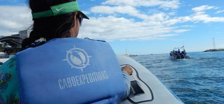 Cabo Expeditions ballenas en Los Cabos