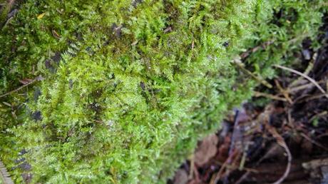 Baños de Bosque. Reconecta con la naturaleza