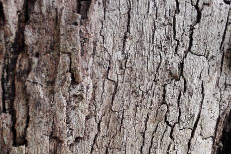 Baños de Bosque. Reconecta con la naturaleza