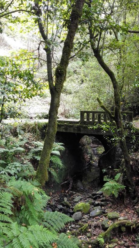Baños de Bosque. Reconecta con la naturaleza