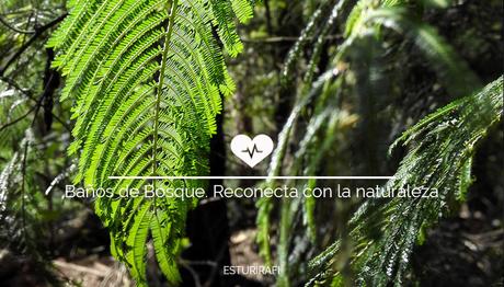 Baños de Bosque. Reconecta con la naturaleza