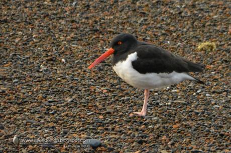 Ostrero común (American Oystercatcher) Haematopus palliatus