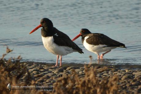 Ostrero común (American Oystercatcher) Haematopus palliatus