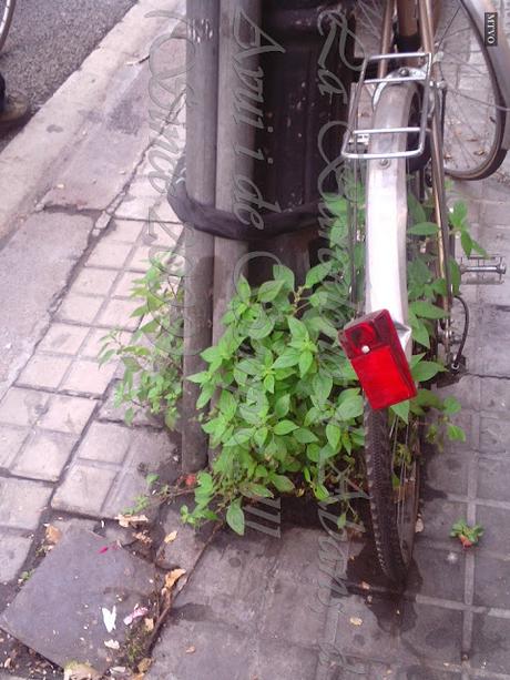 A LA BICI ABANDONADA LE CRECEN LAS HIERBAS, A LA BARCELONA D' ABANS D' AVUI I DE SEMPRE...8-01-2016...!!!