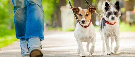 Si el viaje es muy largo debemos programar paradas específicas para nuestro perro