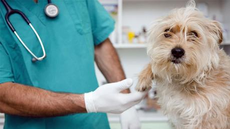 Es importante que antes de emprender el viaje lleves a tu mascota a un chequeo con su veterinario