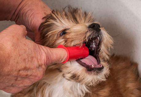 Es recomendable comenzar la rutina de la limpieza dental en la etapa de cachorros para acostumbrarlos