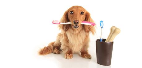 El cuidado dental de nuestras mascotas debe ser tomado en serio para evitar enfermedades