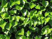 ¿Qué simboliza soñar hiedra?