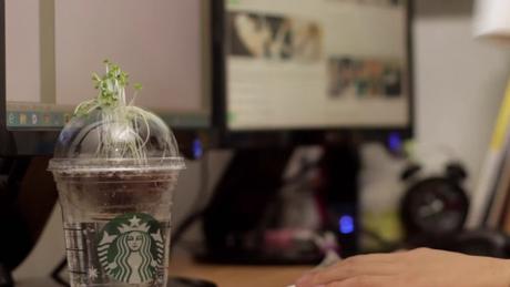 Así consiguió Starbucks que sus consumidores transformaran sus vasos en pequeños jardines