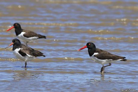 Una vuelta por Tapera de López