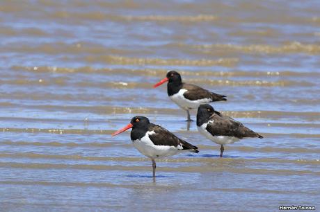 Una vuelta por Tapera de López