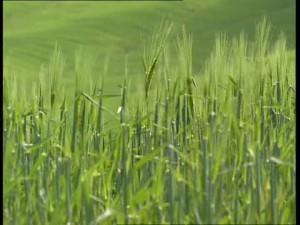 Lo único que no te tiene que gustar de la vida, es morirte.