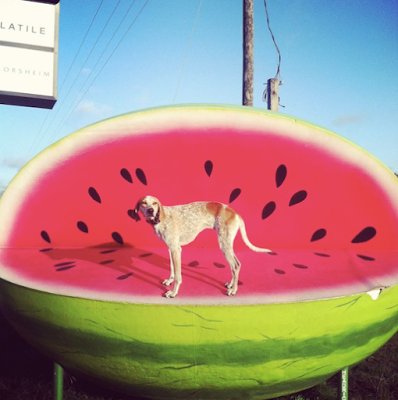 Un asombroso legado digital canino