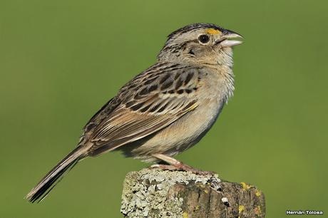 Galería de cachilo ceja amarilla