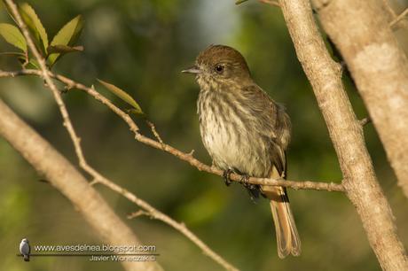 Viudita pico celeste (Blue-billed black-Tyrant) Knipolegus cyanirostris