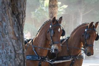 UN SONETO AL CABALLO