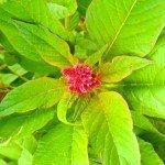 Morogo tradicional: el vegetal más nutritivo