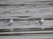 Gaviotas tridáctilas