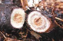 Foto de yesca extraida de la web La Septima W