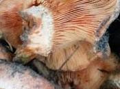 Revuelto Níscalos Langostinos