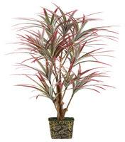 Plantas: decorativas y beneficiosas