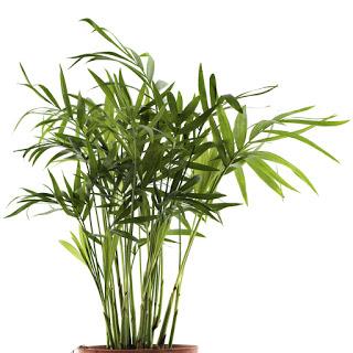 Plantas: decorativas y beneficiosas