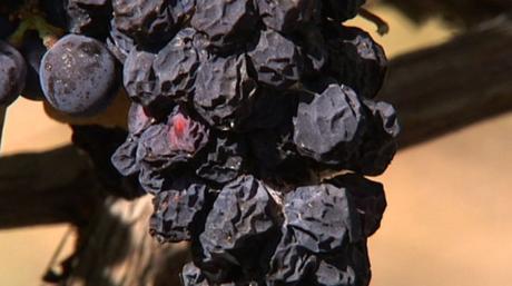 El vino francés sufre el cambio climático