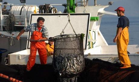 Tratamientos antihipertensivos a partir de descartes de sardinas y jureles