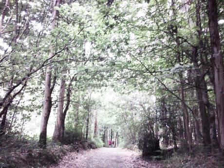 CAMINO DE SANTIAGO: MELIDE-RIBADISO DA BAIXO. (CAMINO FRANCÉS)